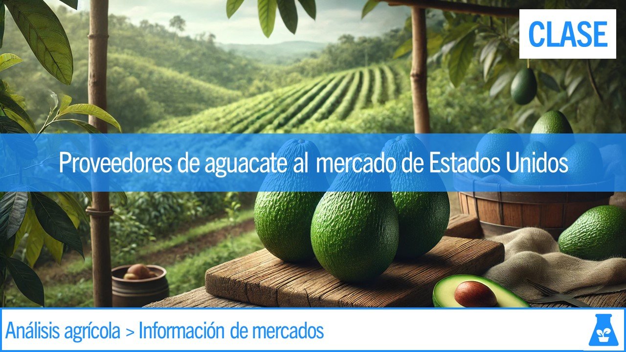 005 Proveedores De Aguacate Al Mercado De Estados Unidos 1